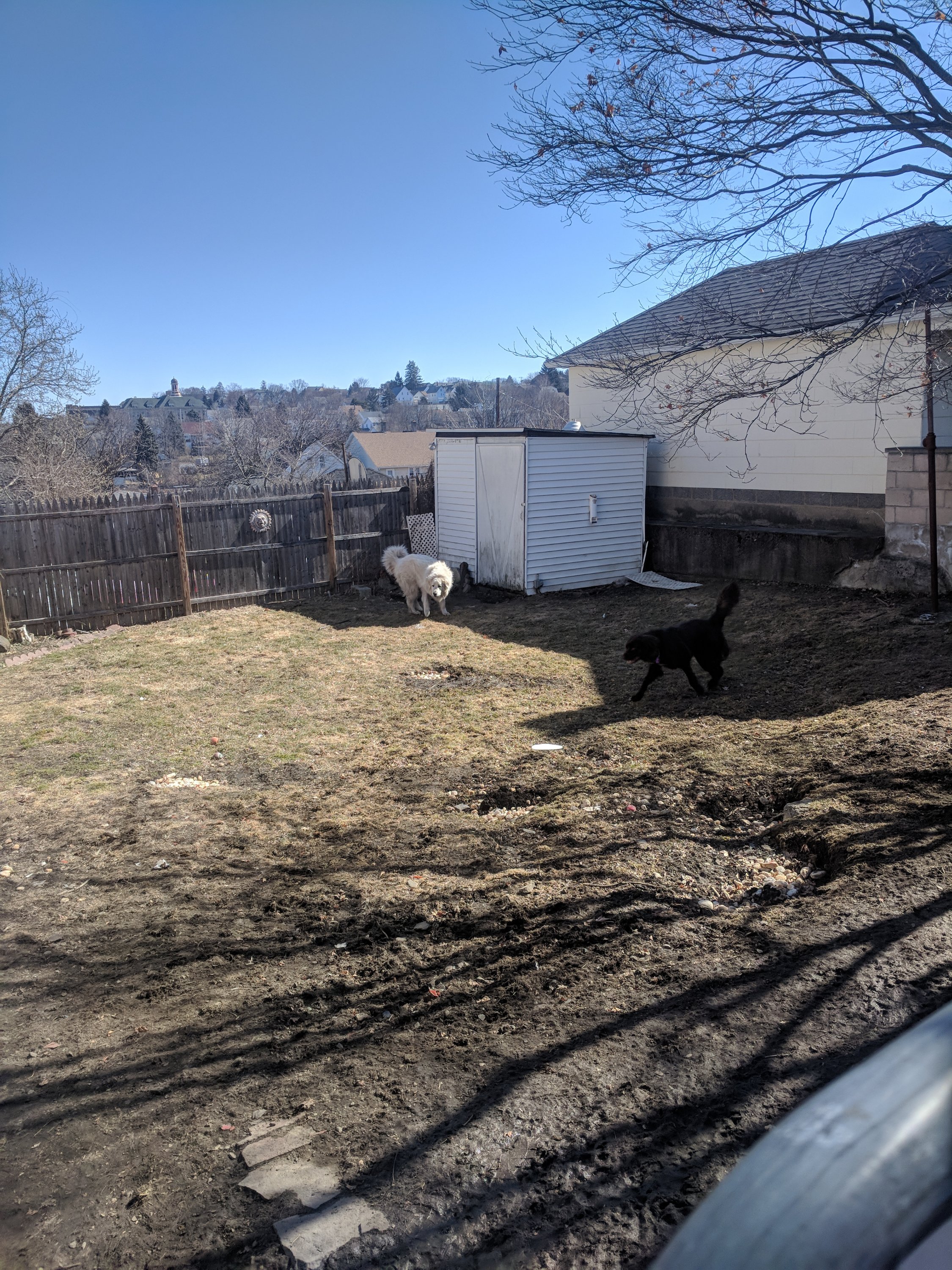 A white dog and a black dog play in a fenced yard near a small shed.