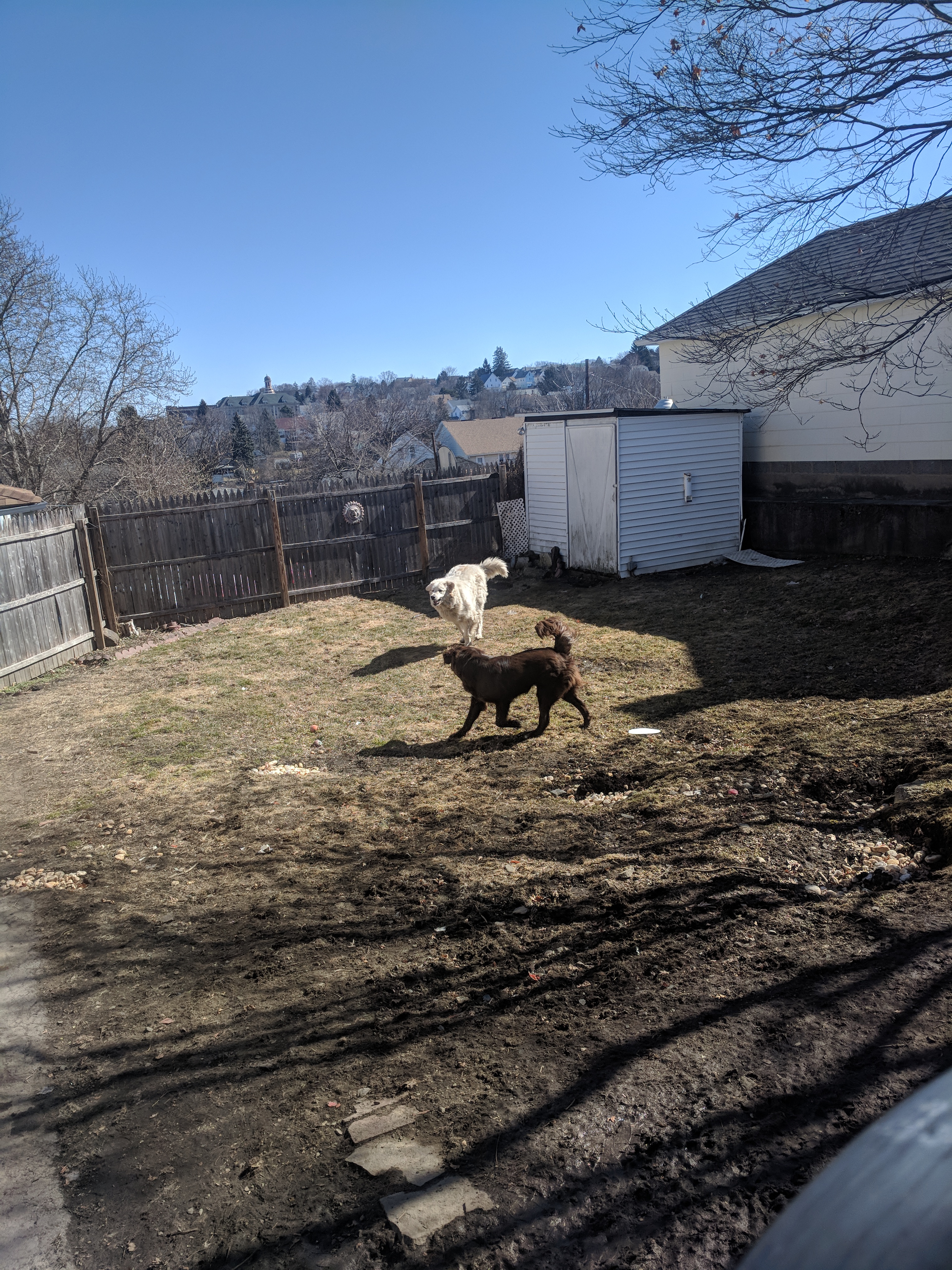 Two dogs play in a fenced backyard with a small shed and bare trees under a clear blue sky.